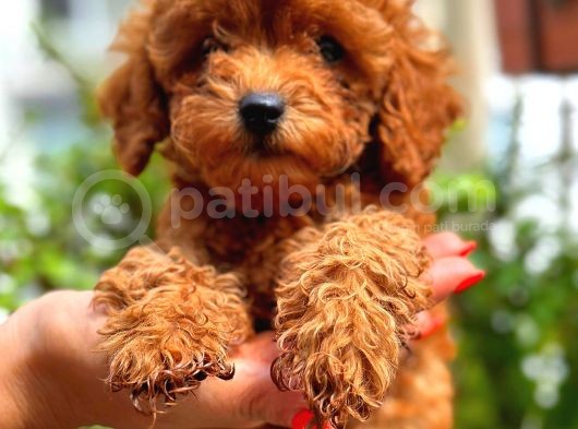 Kore Kan Toy Poodle Di̇şi̇ görsel