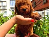 Kore Kan Toy Poodle Di̇şi̇