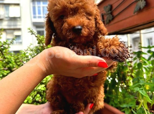 Kore Kan Toy Poodle Di̇şi̇ görsel