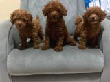 A Kali̇te Poodle Kizlar