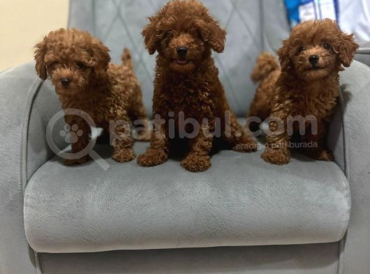 A Kali̇te Poodle Kizlar görsel
