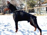 A sCR li Dobermann Yavrularimiz  Yeni Yuvlarini ariyor