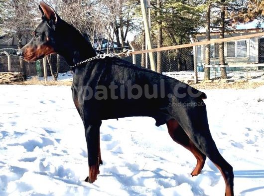 A Scr Li Dobermann Yavrularimiz  Yeni Yuvlarini Ariyor