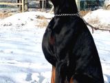 A Scr Li Dobermann Yavrularimiz  Yeni Yuvlarini Ariyor