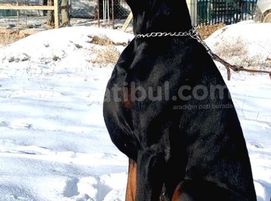 A Scr Li Dobermann Yavrularimiz  Yeni Yuvlarini Ariyor görsel