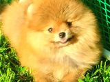 ORANGE AYI SURAT POMERANİAN BOO