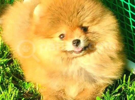 Orange Ayi Surat Pomerani̇an Boo