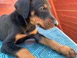 A Scr Li Dobermann Yavrularimiz  Yeni Yuvlarini Ariyor