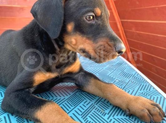 A Scr Li Dobermann Yavrularimiz  Yeni Yuvlarini Ariyor görsel