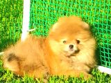 Orange Ayi Surat Pomerani̇an Boo