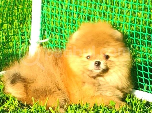 Orange Ayi Surat Pomerani̇an Boo görsel