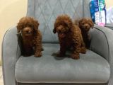 A KALİTE POODLE KIZLAR