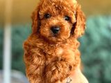 KORE KAN DİŞİ TOY POODLE