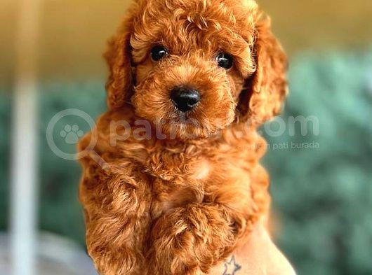 Kore Kan Di̇şi̇ Toy Poodle