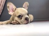 Blue Sable Merle Egzoti̇c French Kizim
