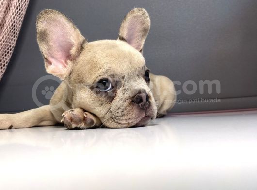 Blue Sable Merle Egzoti̇c French Kizim görsel