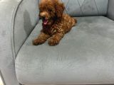 A Kali̇te Poodle Kizlar