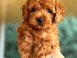 Kore Kan Di̇şi̇ Toy Poodle
