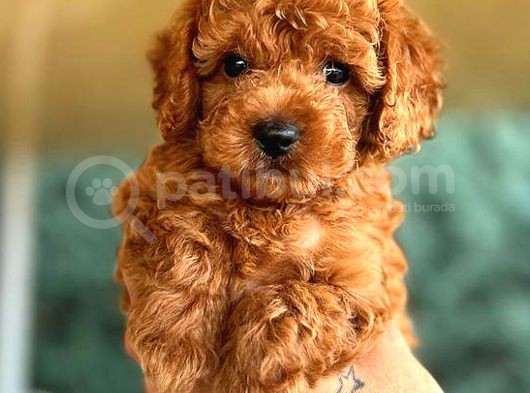 Kore Kan Di̇şi̇ Toy Poodle görsel