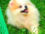 Party Colour Di̇şi̇ Pomerani̇an Boo