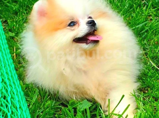 Party Colour Di̇şi̇ Pomerani̇an Boo görsel
