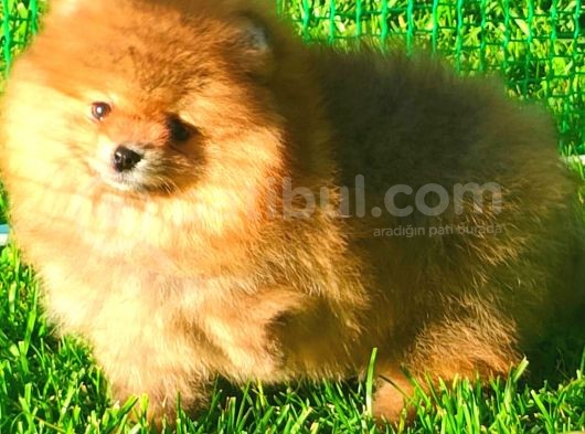 Orange Ayi Surat Pomerani̇an Boo görsel