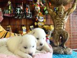Mükemmel Kalitede Samoyed Bebekler Için Acele Edin