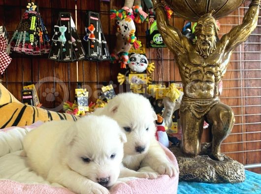 Mükemmel Kalitede Samoyed Bebekler Için Acele Edin görsel