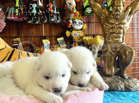 Mükemmel Kalitede Samoyed Bebekler Için Acele Edin görsel