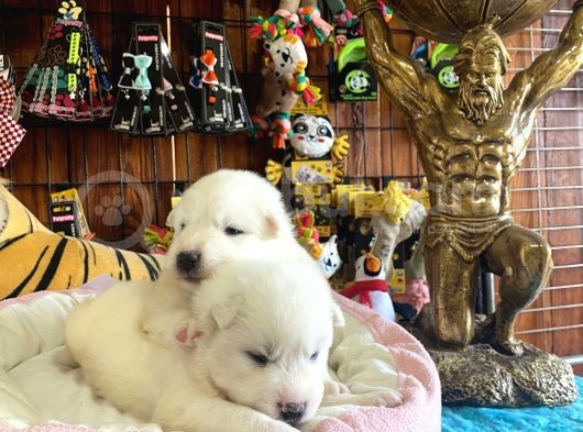 Mükemmel Kalitede Samoyed Bebekler Için Acele Edin görsel