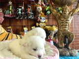 Mükemmel kalitede samoyed bebekler için acele edin