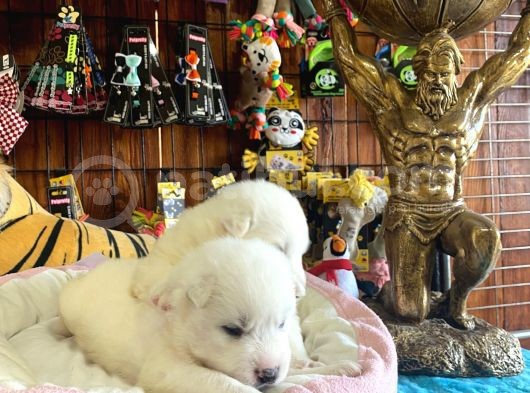 Mükemmel Kalitede Samoyed Bebekler Için Acele Edin