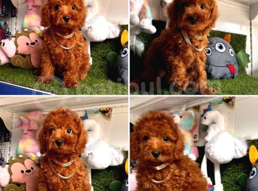 Koreni̇n Gözde Bebekleri̇ Safkan Toy Poodlee Yavrularimiz görsel