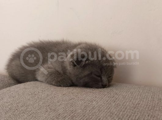 Tek Dışı Kaldı Uygun Fiyat  görsel