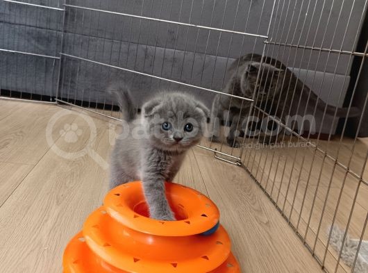 Tek Dışı Kaldı Uygun Fiyat  görsel