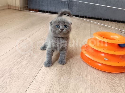 Tek Dışı Kaldı Uygun Fiyat  görsel