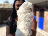 Safkan Maltese Terrier Yavrularımız