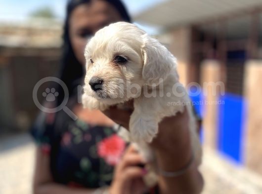 Safkan Maltese Terrier Yavrularımız görsel