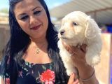 Safkan Maltese Terrier Yavrularımız