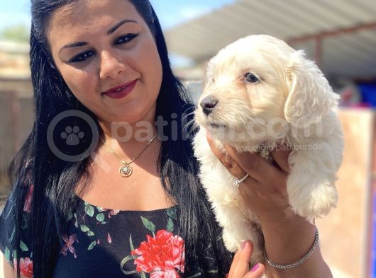 Safkan Maltese Terrier Yavrularımız görsel