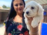 Safkan maltese terrier yavrularımız