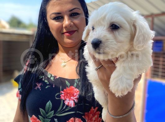 Safkan maltese terrier yavrularımız