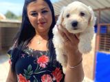 Safkan Maltese Terrier Yavrularımız