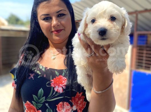 Safkan Maltese Terrier Yavrularımız görsel