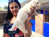 Safkan Maltese Terrier Yavrularımız