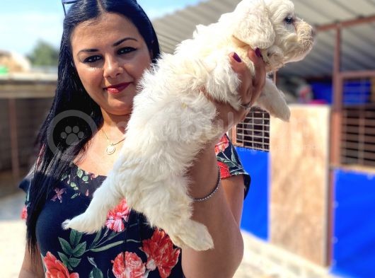 Safkan Maltese Terrier Yavrularımız görsel