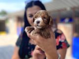 Safkan Maltipoo Yavrularımız