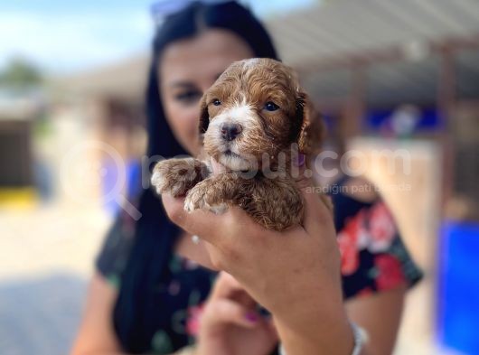 Safkan Maltipoo Yavrularımız görsel