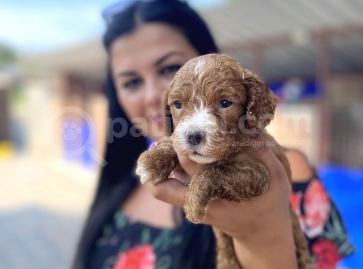 Safkan maltipoo yavrularımız