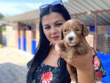 Safkan Maltipoo Yavrularımız